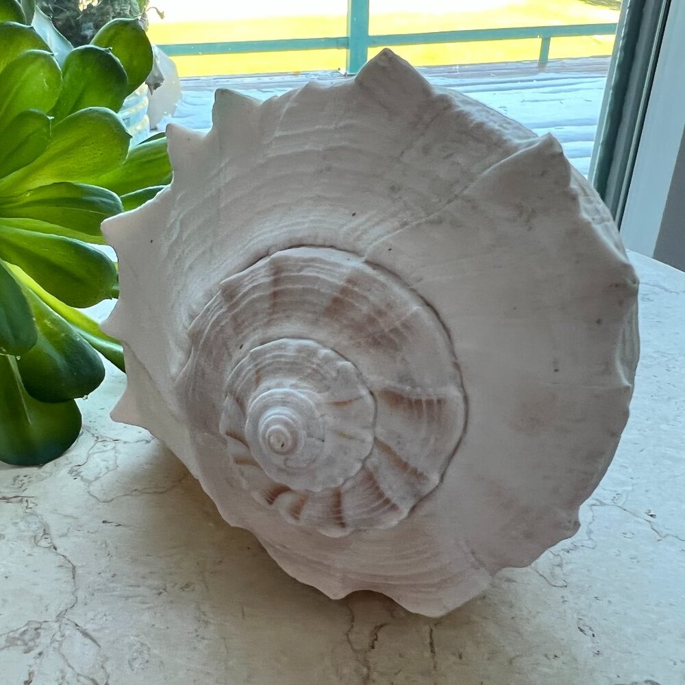 Large Natural & Beautiful Shell - Picture 4 of 8